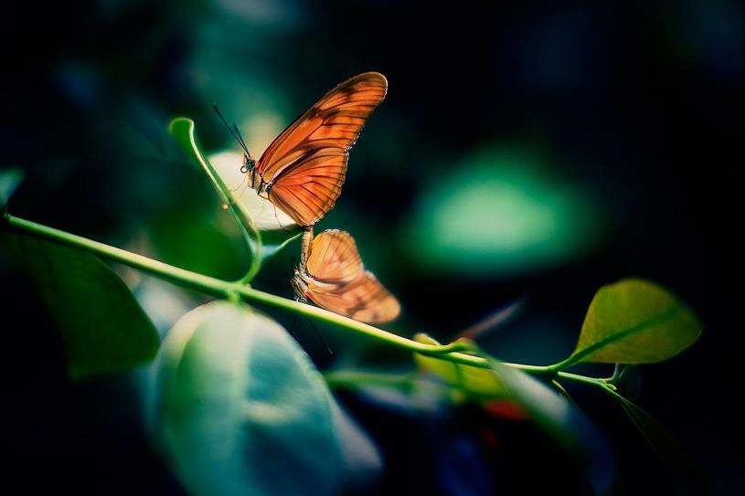 一只橙色的蝴蝶站在绿叶的树枝上