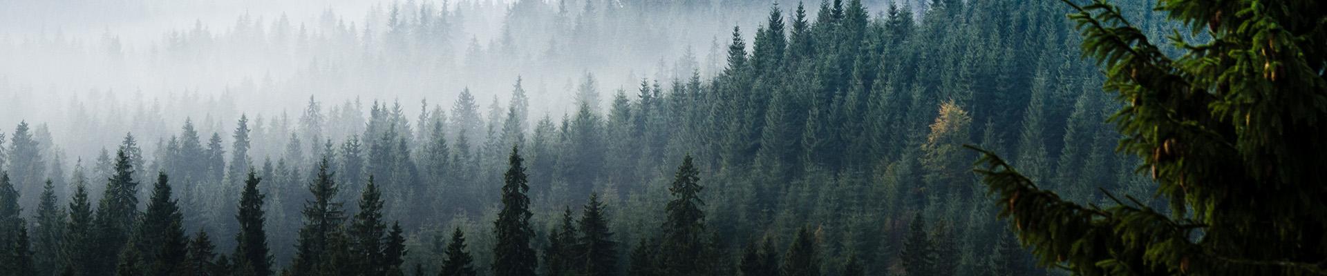 Green woods in fog